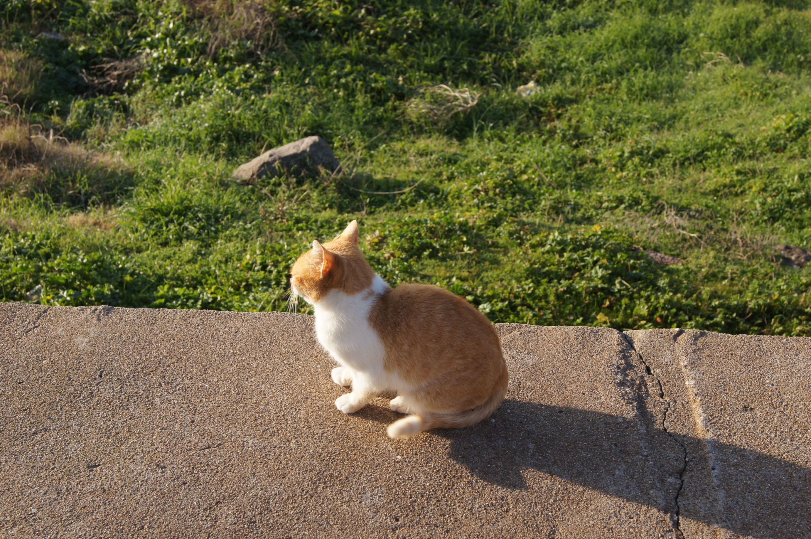 Cat by mayday.jpg