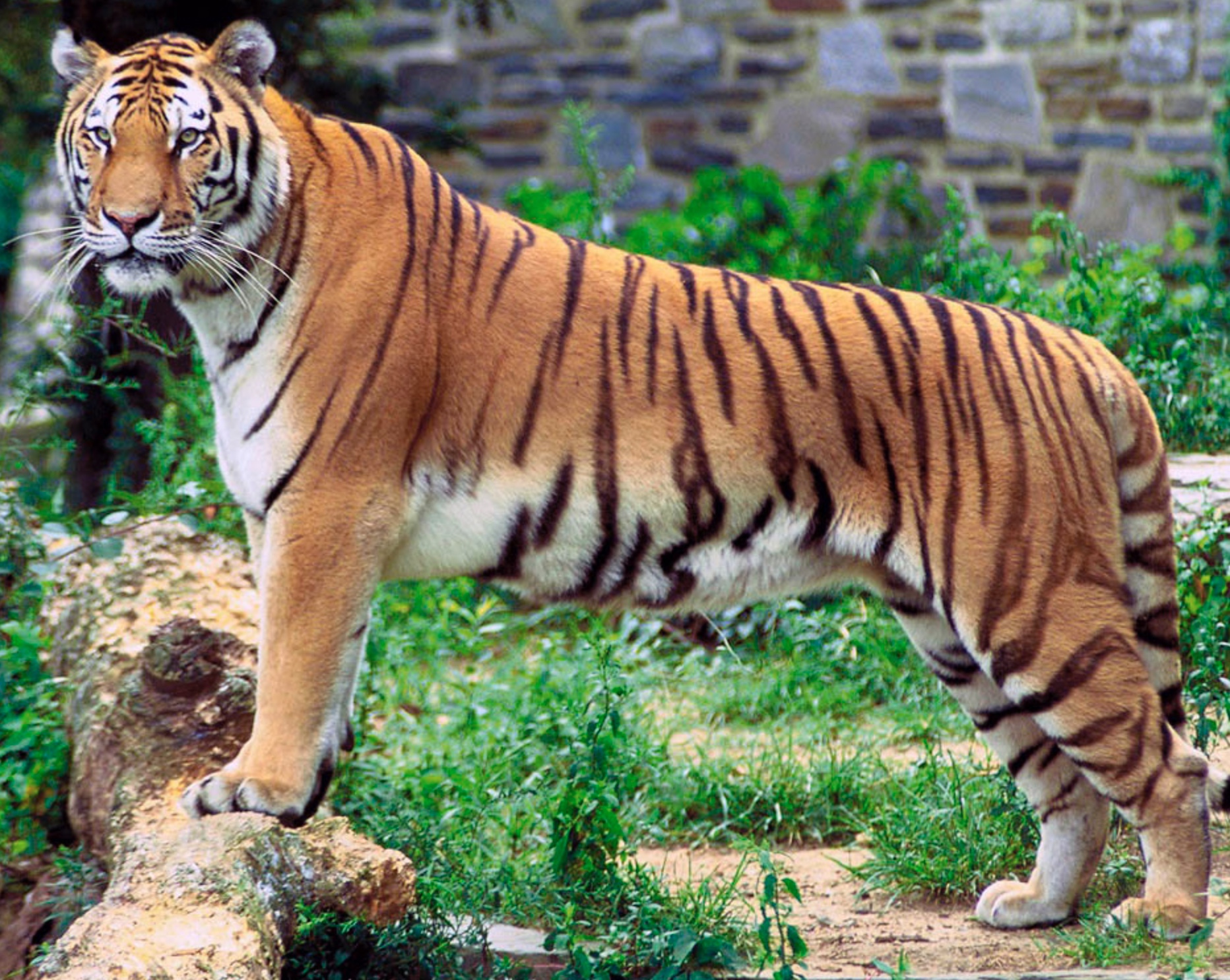 Tiger.jpeg