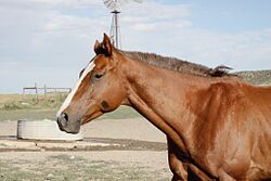 Chestnut Thoroughbred.jpg