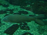 Cyprinus carpio-2 First edition.jpg