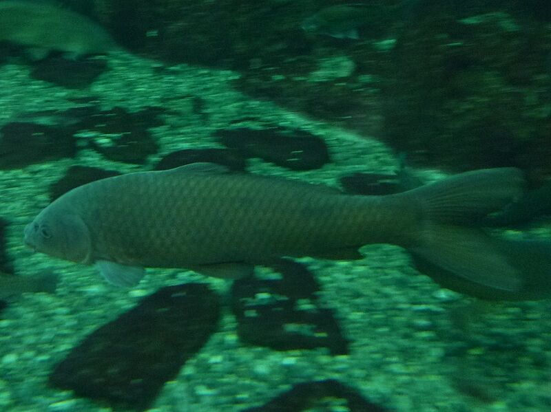 ファイル:Cyprinus carpio-2 First edition.jpg