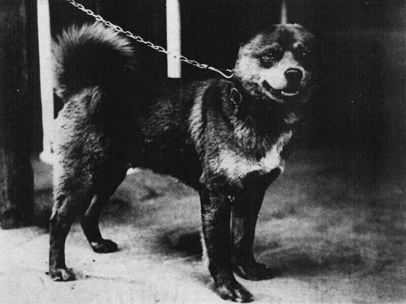 ファイル:Mino Shiba Inu Hachi.jpg