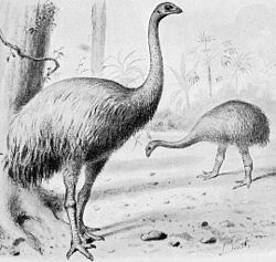 オオゼキオオモアの写真