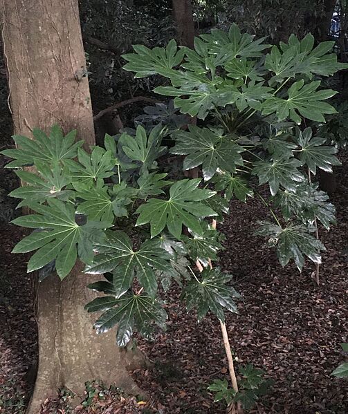 ファイル:Fatsia japonica.jpg