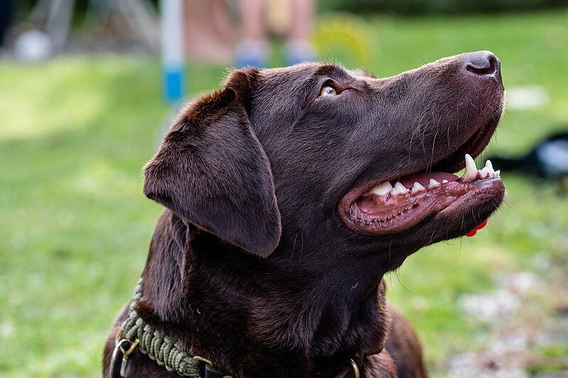 ファイル:Portrait of a labrador retriever.jpg