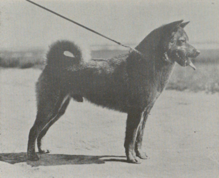 ファイル:Sekisyu Inu Tochi.png