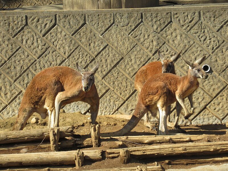 ファイル:Red kangaroo.jpg