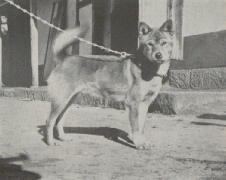 ファイル:Inaba Inu Riki.png