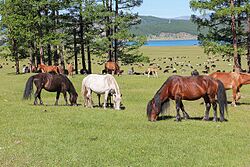 Horses in Khövsgöl 01.jpg