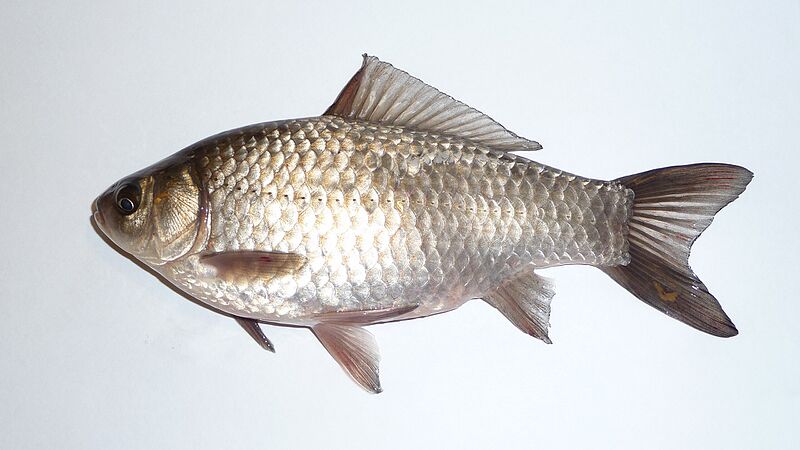 ファイル:Carassius gibelio 2008 G1.jpg