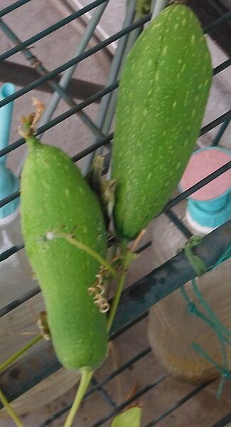 ファイル:Luffa aegyptiaca.jpg