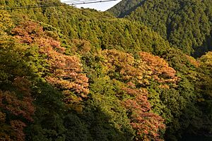 揖斐峡右岸の紅葉１