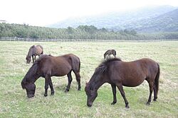 Tokara-Uma which eat a pasture.jpg
