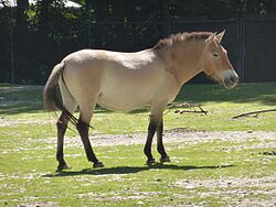 Equus-p-przewalskii-facing-right-2.jpg