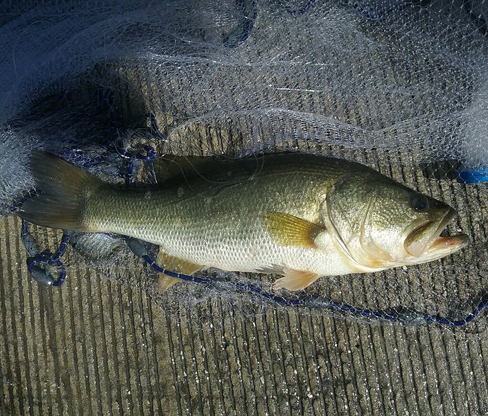 ファイル:Florida bass.jpg