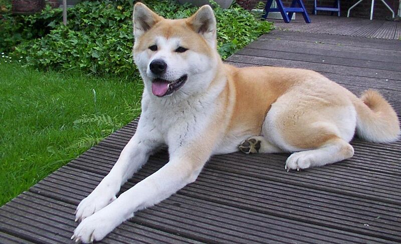 ファイル:Akita inu.jpeg