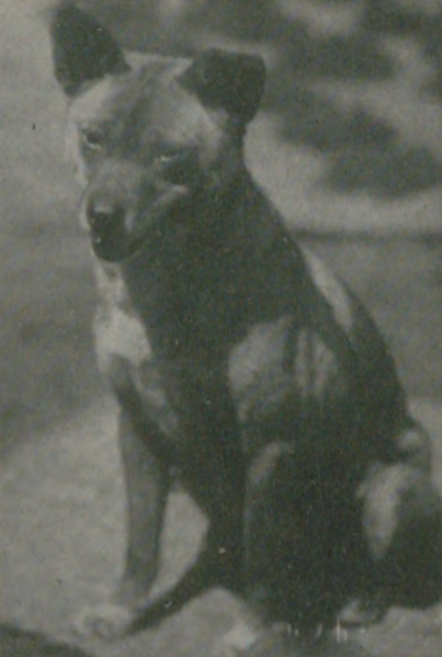 ファイル:Faithful Dog Tamako.png