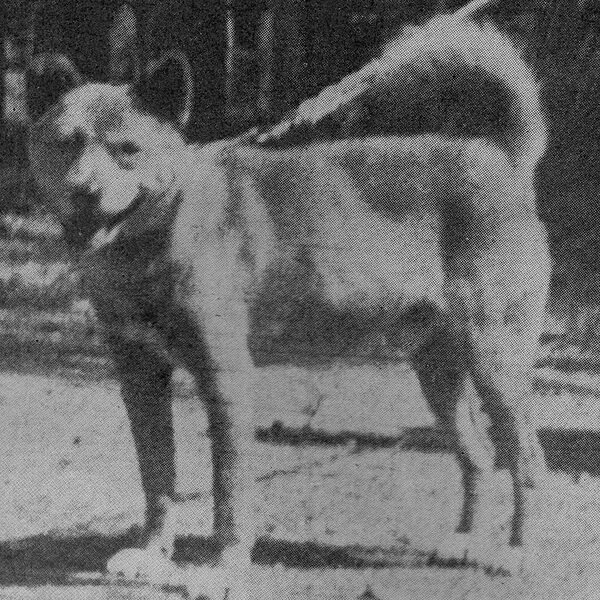 ファイル:Akagi inu.jpg