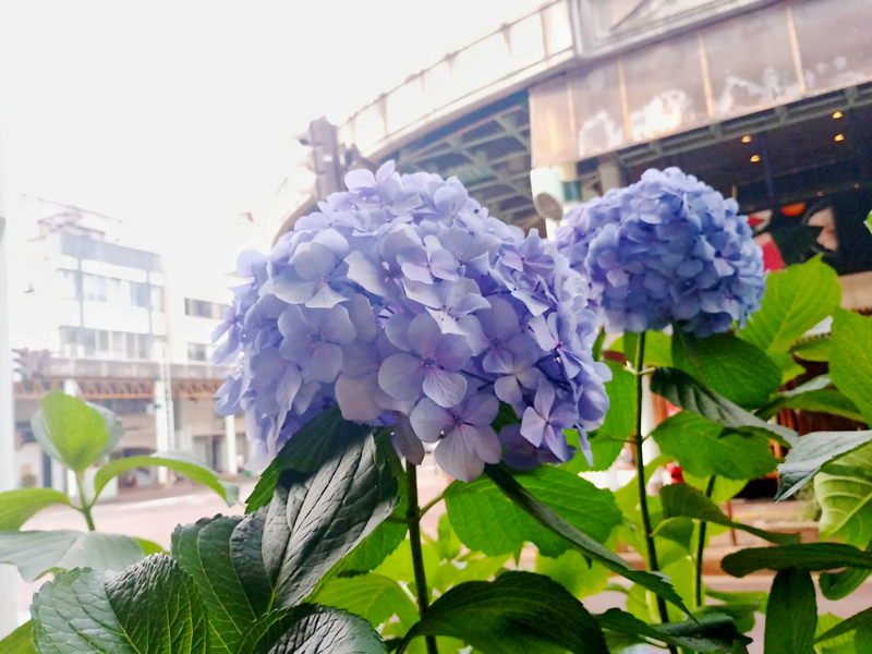 ファイル:Hydrangea macrophylla.webp