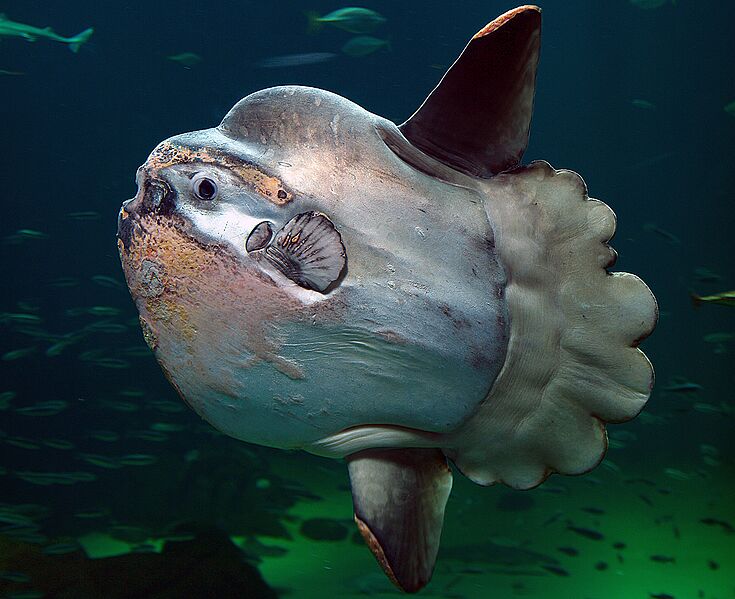 ファイル:Sunfish2.jpg