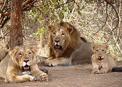 Gir lion-Gir forest,junagadh,gujarat,india.jpeg