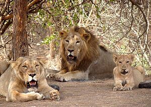 Gir lion-Gir forest,junagadh,gujarat,india.jpeg
