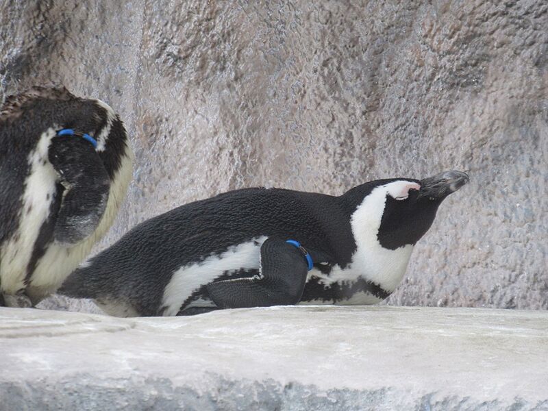 ファイル:Humboldt Penguin.jpg