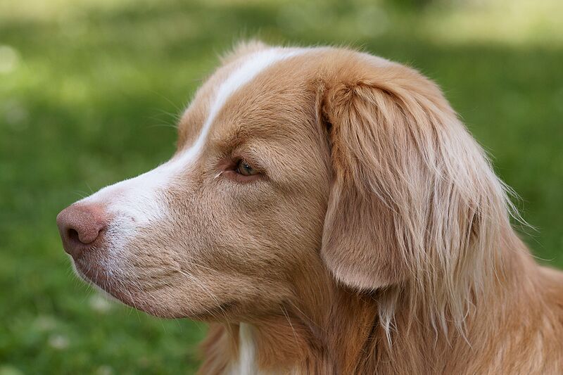 ファイル:Nova Scotia Duck-Tolling Retriever headshot.JPG