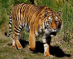 Sumatran Tiger. (9663598888).jpg