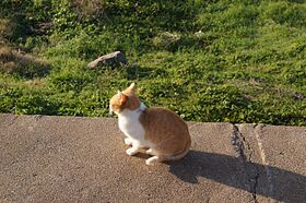Cat by mayday.jpg