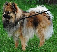 Pomeranian-6000.jpg