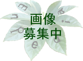 画像募集中.png