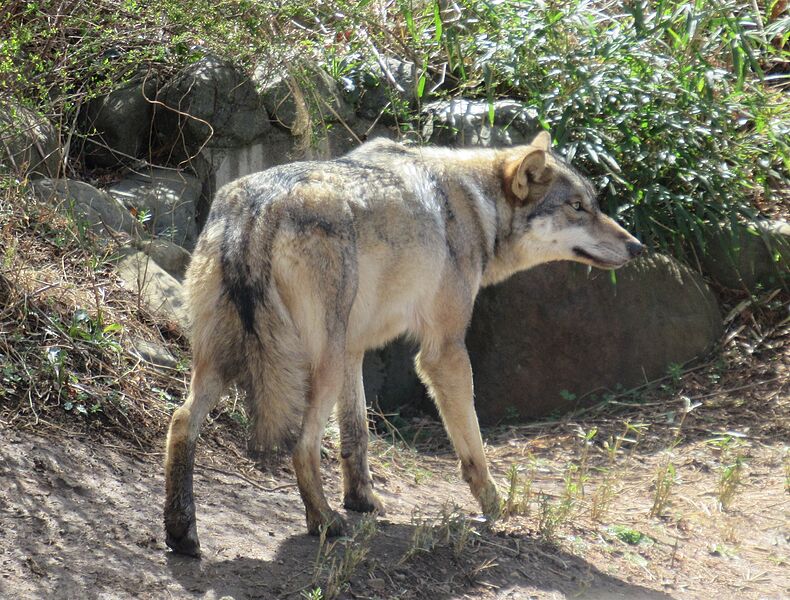 ファイル:Gray Wolf.jpg
