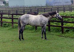 1280px-Oguri Cap in Yushun Stallion station.jpg