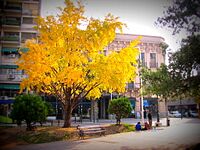ファイル:Ginkgo biloba Parana-1024px.jpg
