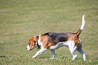Beagle-dog.jpg