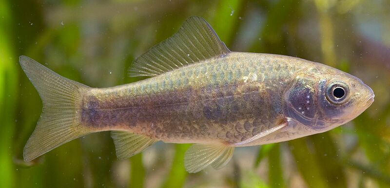 ファイル:Carassius buergeri subsp.1(Saitama, Japan).jpg