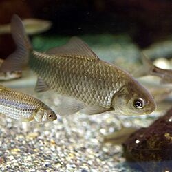 Carassius auratus langsdorfii by OpenCage.jpg