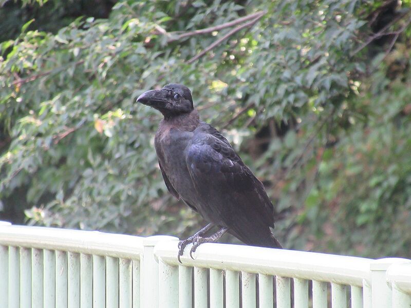 ファイル:Crow.jpg