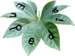 Enpedia logo2.png