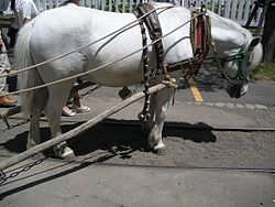 Hokkaido Pony.jpg