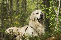 Golden Retriever adult.jpg