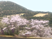 桜20180330.png