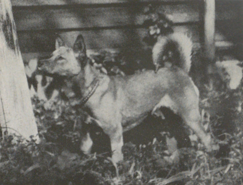ファイル:Koshi No Inu Hidenori.png