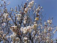 ウメの花