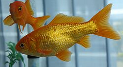 金魚の追星.jpg